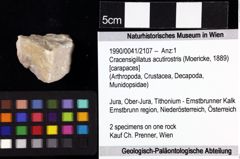 Foto (Objket + Etiketten) von Cracensigillatus acutirostris (Moericke, 1889) 